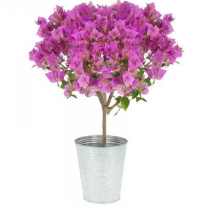 bougainvillier