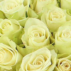 Roses Blanches : Signification