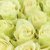 Roses blanches