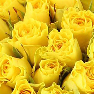 Roses Jaunes : Signification