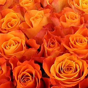 Roses Oranges : Signification