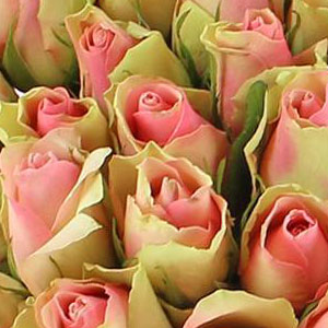 roses-roses-signification