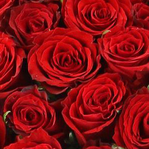 Roses Rouges : Signification