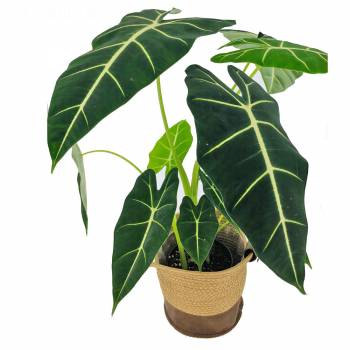 Green plant - Alocasia Frydek