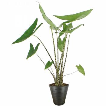 Plant - Alocasia Zebra