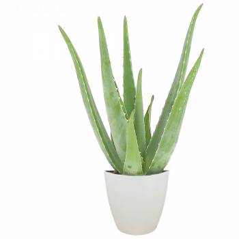 Grüne Pflanze - Aloe Vera