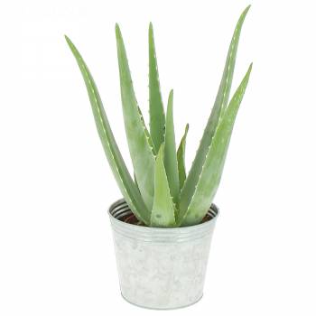 Green plant - Aloe Vera