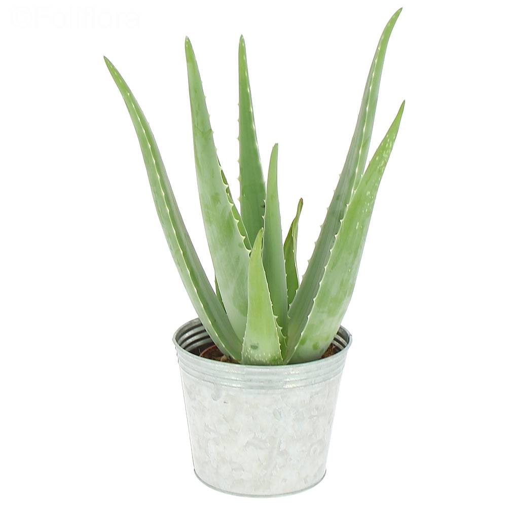 Aloe vera - Green - Foliflora