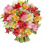 alstroemeria-liberty