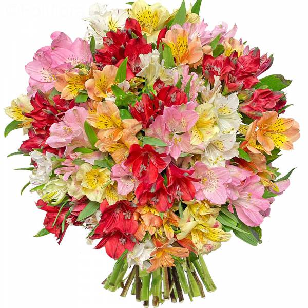 Alstroemeria Liberty