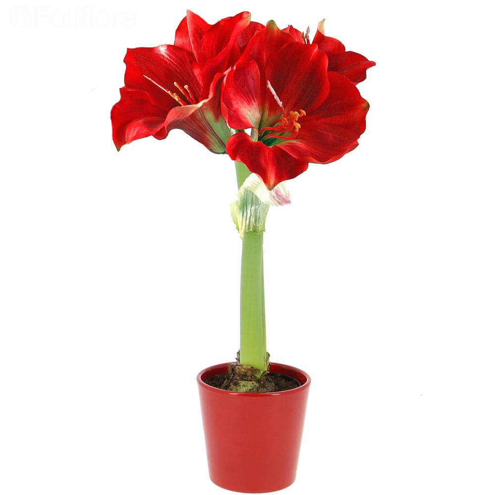 Amaryllis delivery - Flowering plant - Foliflora