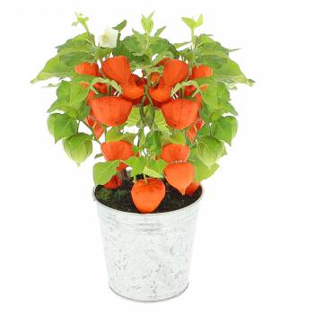 Flowering plant - Caged love