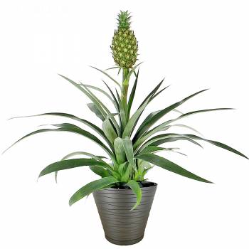 Plant - Green pineapple with fruit