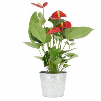 Plante fleurie - Anthurium éclatant