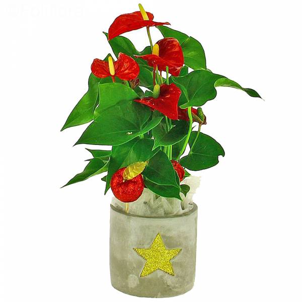 Christmas anthurium