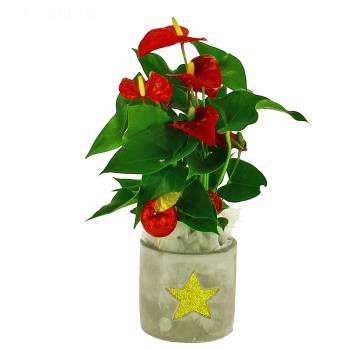 Flowering plant - Christmas anthurium