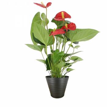 Bloeiende plant - Heldere Anthurium