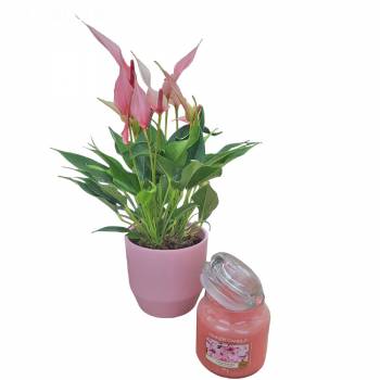 Fleurs Plaisir - Anthurium Lili
