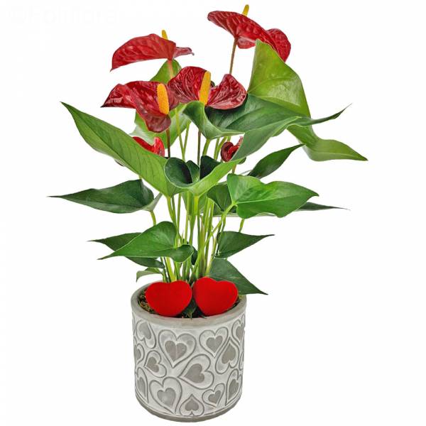 Anthurium LOVE