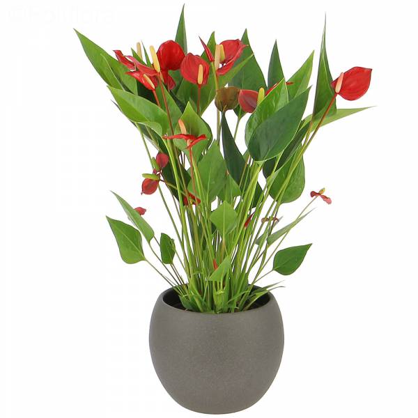 Anthurium Millones de Flores