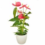 anthurium-rose