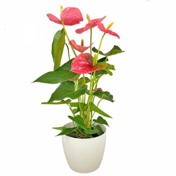 Plante fleurie - Anthurium rose