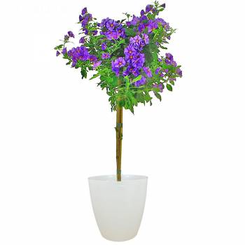 Pleasure Flowers - Gentian tree