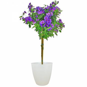 Planta com flores - Árvore de genciana