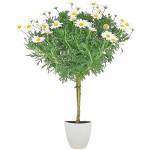 arbre-de-marguerites-4