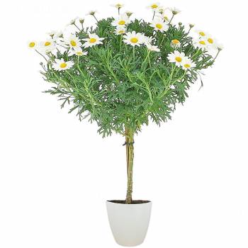 Çiçekli bitki - Papatya ağacı