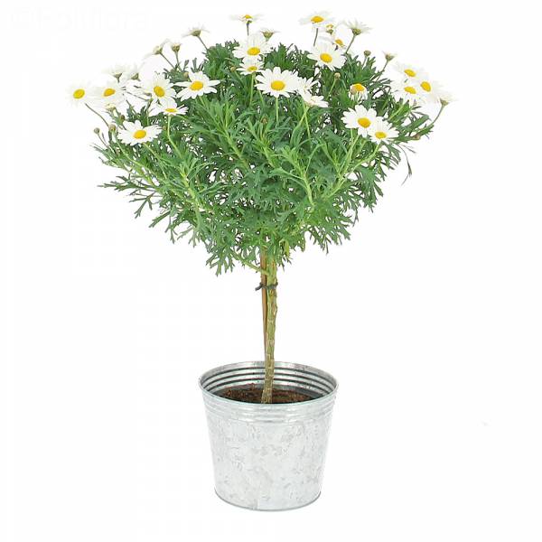 Arbre de Marguerites