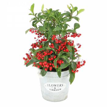All products - Ardisia with its red berries