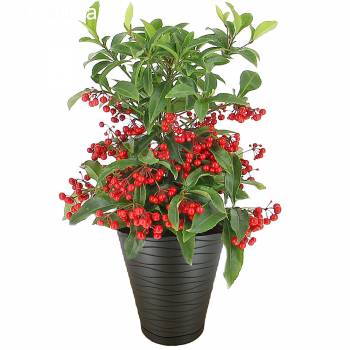 Fruitier - Ardisia avec ses baies rouges