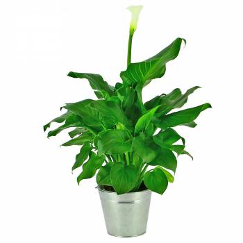 Plant - White Arum