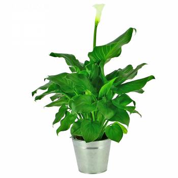 Flowering plant - White Arum