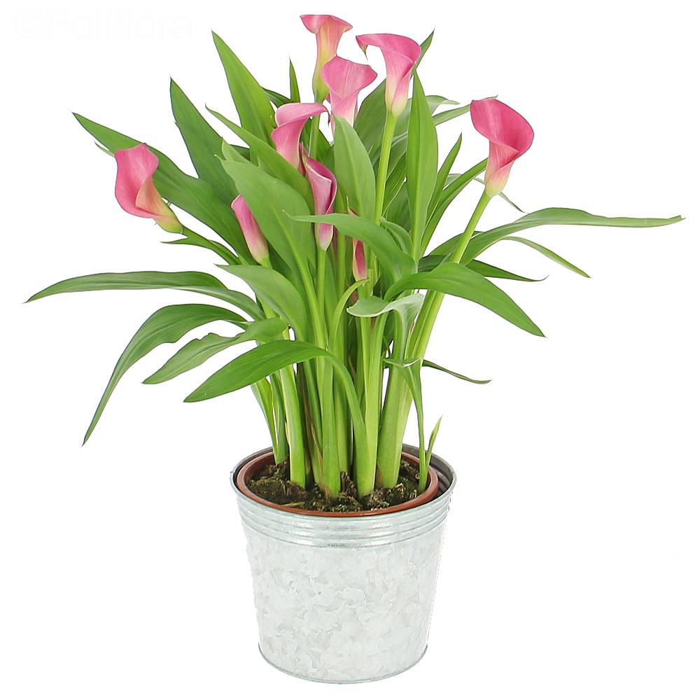 Delivery majestic arums - Flowering plant - Foliflora