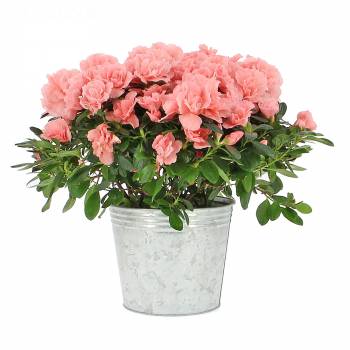 Plante fleurie - Azalée