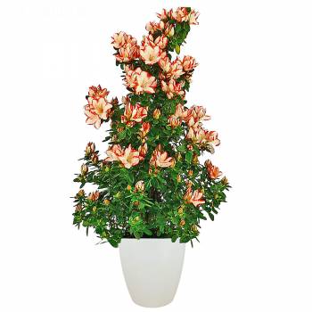 Flowering plant - Azalea pyramid