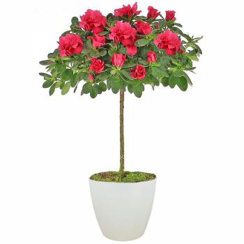 Plant - Azalea stem