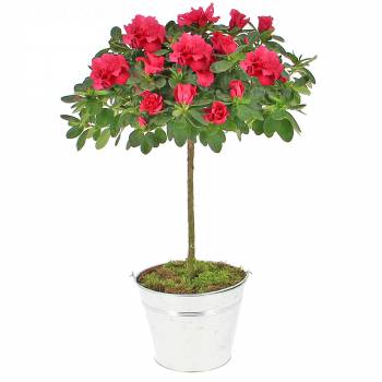 Plante fleurie - Azalée tige