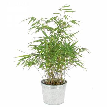 Yeşil bitki - Bambu