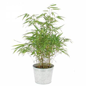 Plant - Bamboo