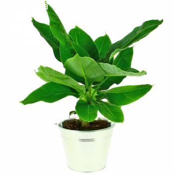 Plant - Banana tree