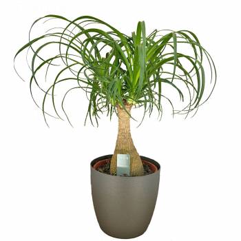 Green plant - Beaucarnea