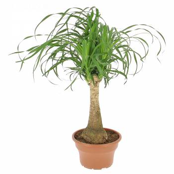 Plante verte - Beaucarnea