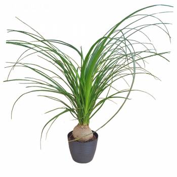Rare Plants - Beaucarnea Nolina