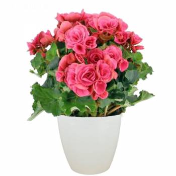 Bloeiende plant - Begonia