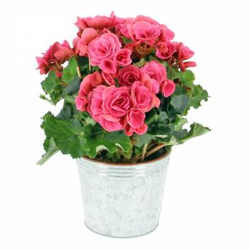 All products - Begonia