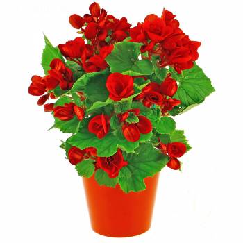 Bloeiende plant - Rode Begonia