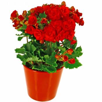 Flowering plant - Red Begonia